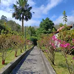 Oliveira *