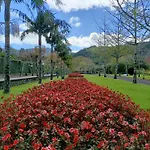 Oliveira * Furnas (Azores)