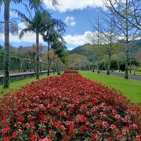 Oliveira * Furnas (Azores)
